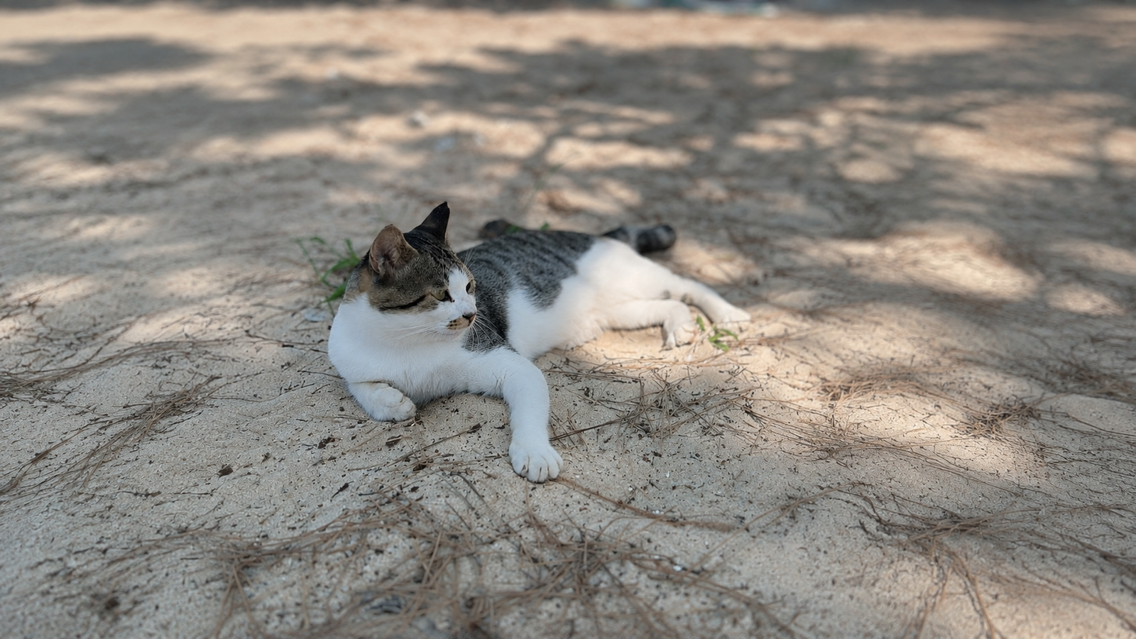 해변 그늘에서 쉬고 있는 고양이